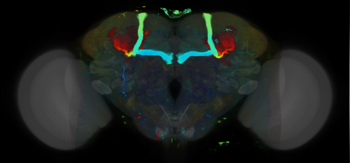 P{VT000130-GAL4} expression pattern