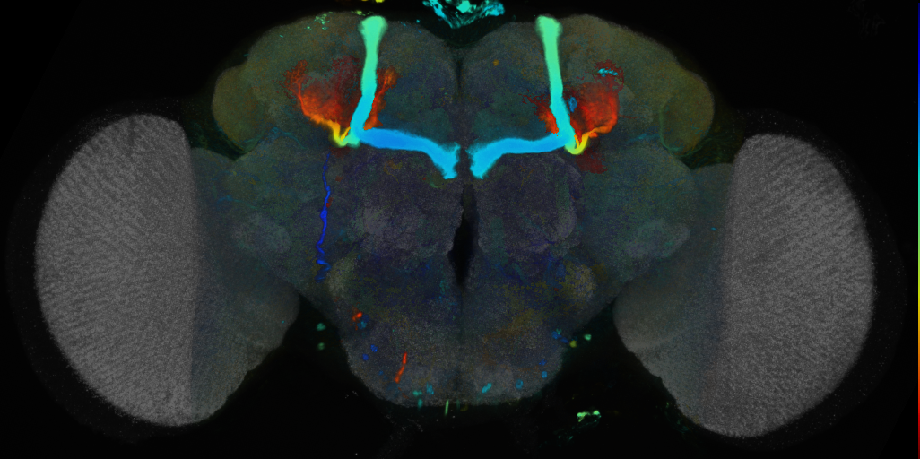 P{VT000130-GAL4} expression pattern