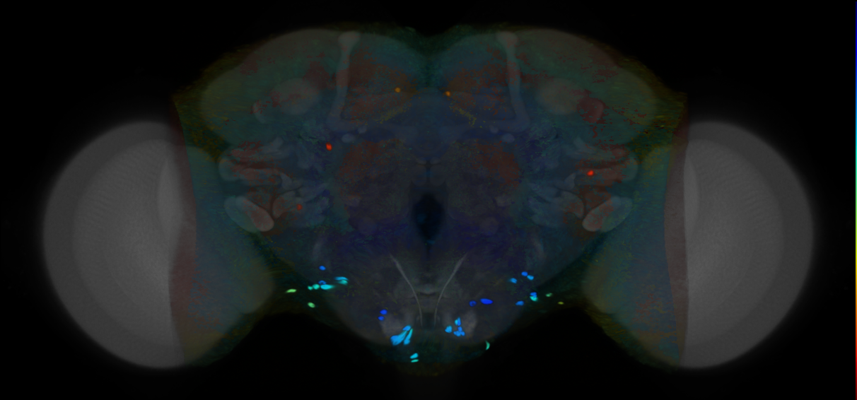 P{VT000132-GAL4} expression pattern