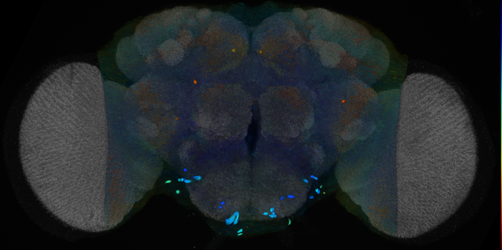 P{VT000132-GAL4} expression pattern