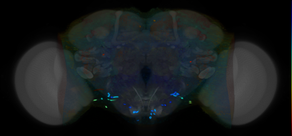 P{VT000132-GAL4} expression pattern