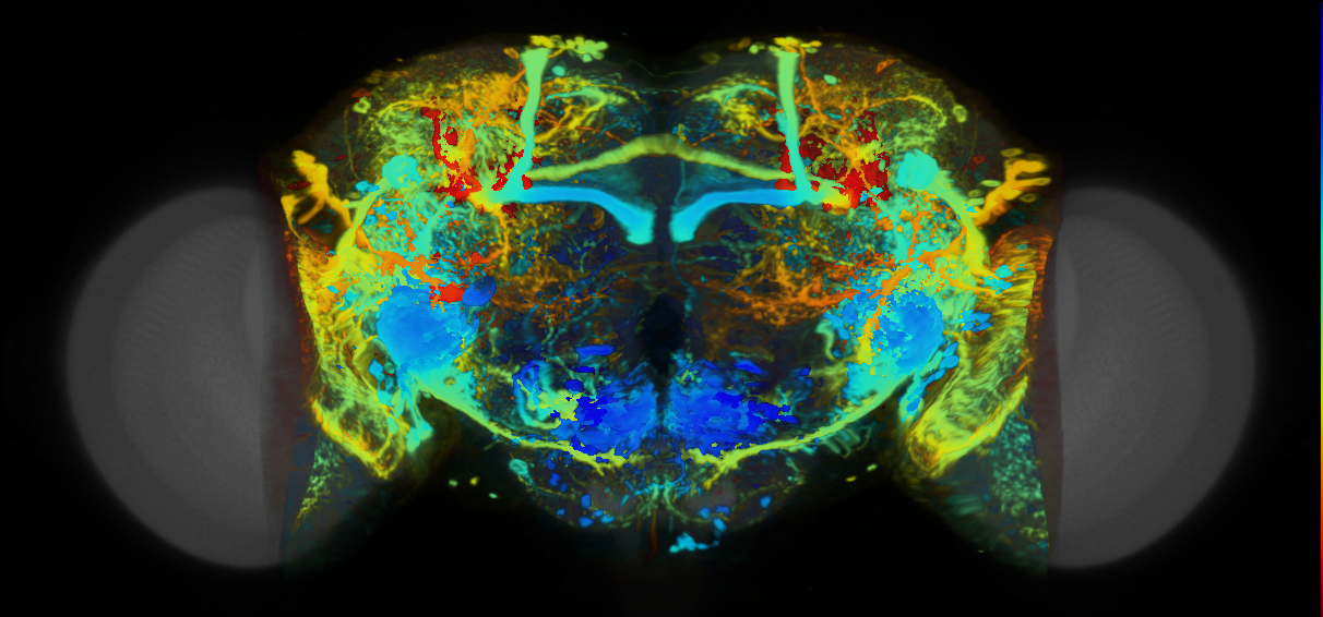 P{VT000270-GAL4} expression pattern