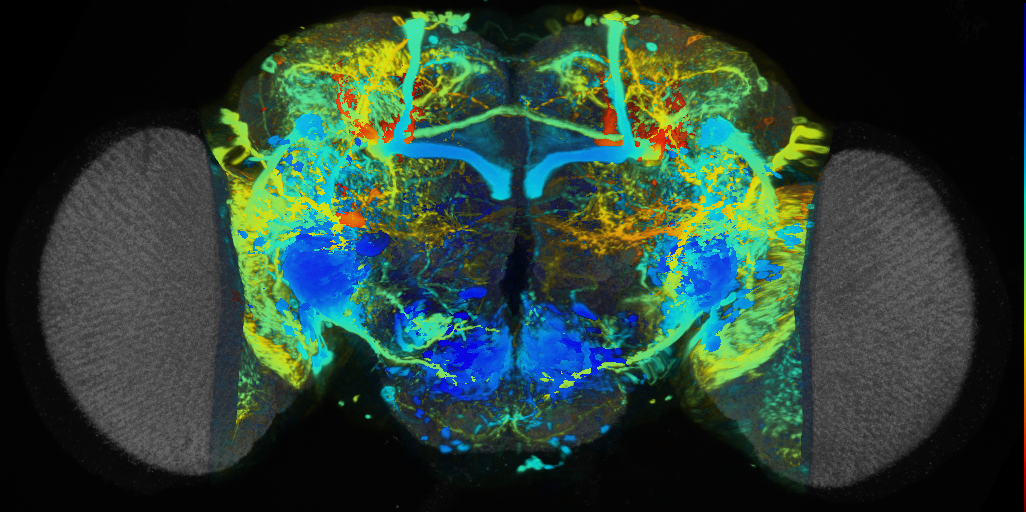 P{VT000270-GAL4} expression pattern