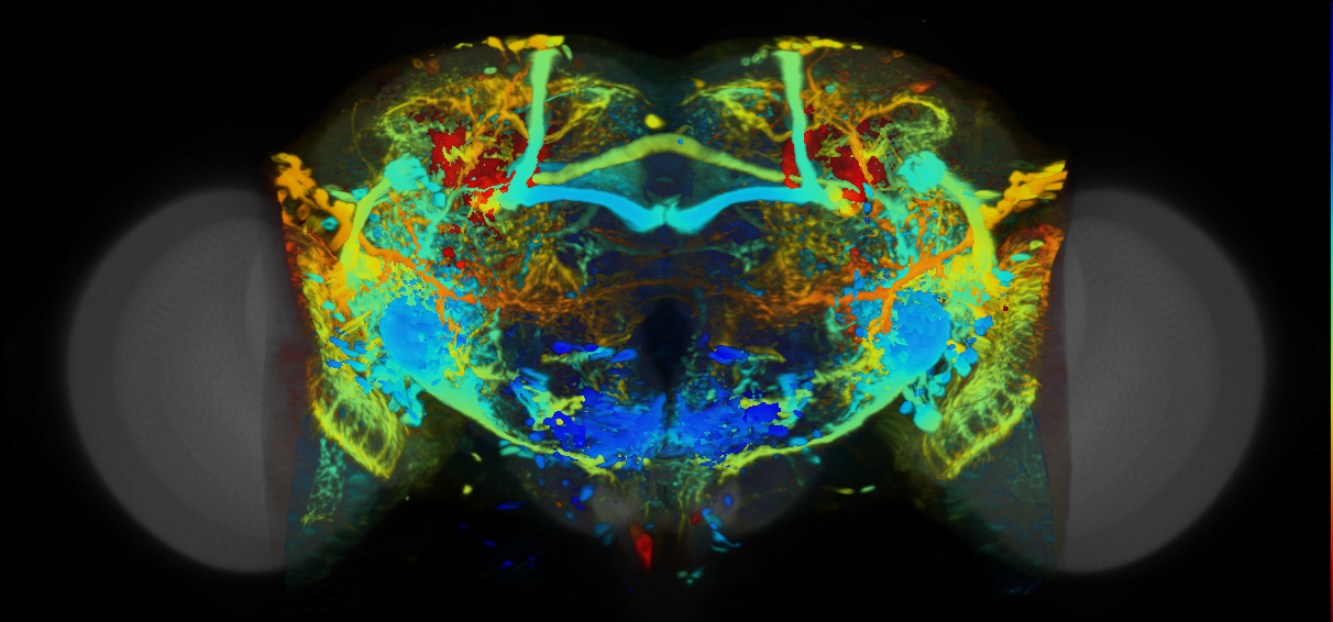 P{VT000270-GAL4} expression pattern