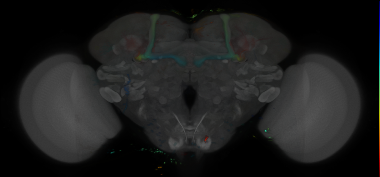P{VT000327-GAL4} expression pattern