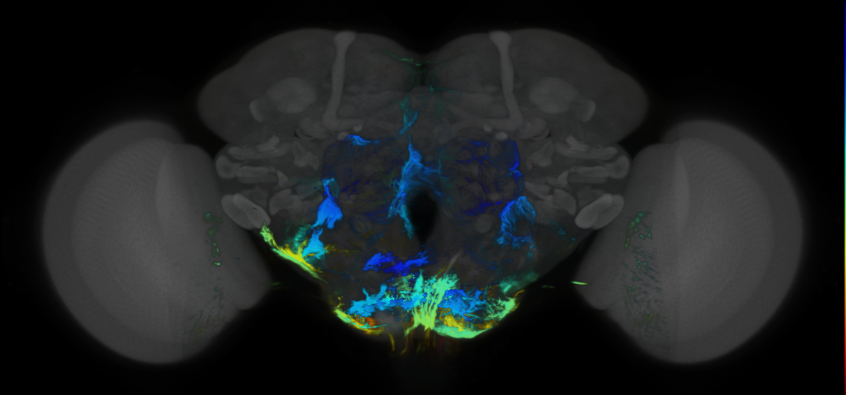 P{VT000350-GAL4} expression pattern