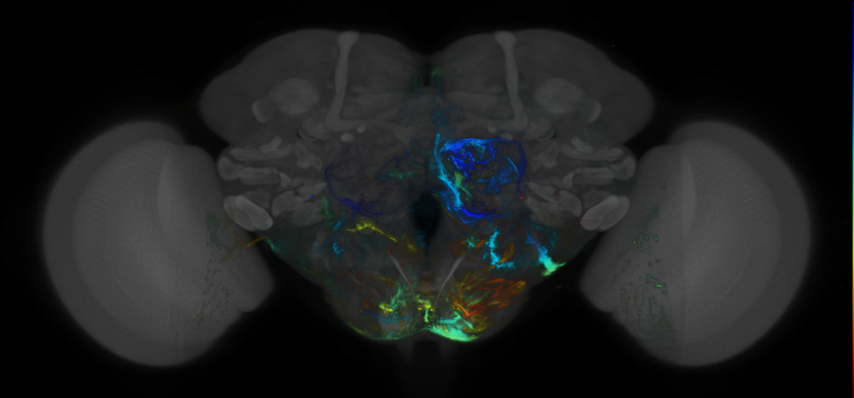 P{VT000350-GAL4} expression pattern