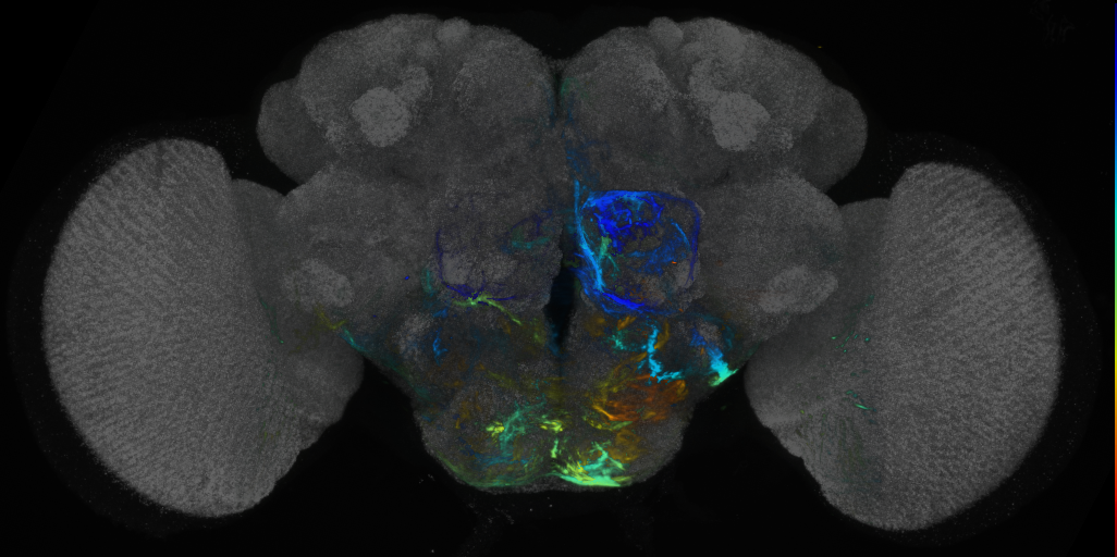 P{VT000350-GAL4} expression pattern