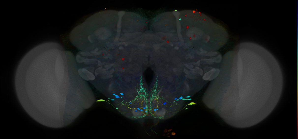 P{VT000534-GAL4} expression pattern