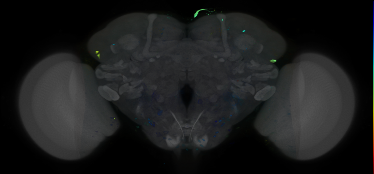 P{VT000536-GAL4} expression pattern