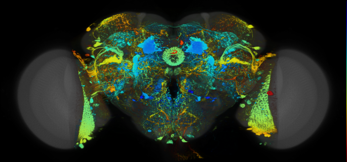 P{VT000625-GAL4} expression pattern