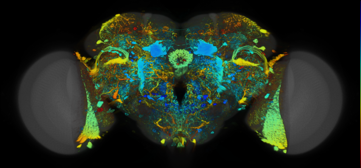 P{VT000625-GAL4} expression pattern