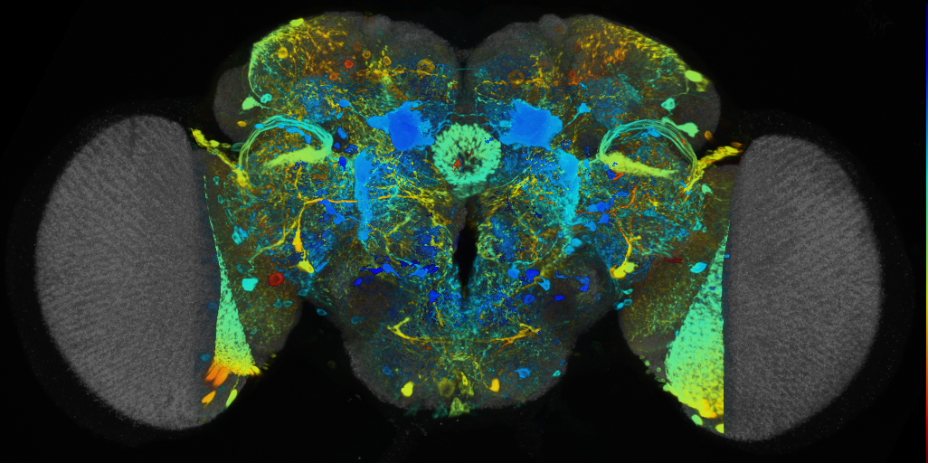 P{VT000625-GAL4} expression pattern