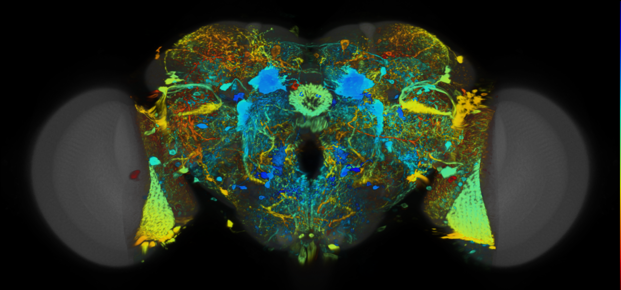 P{VT000625-GAL4} expression pattern