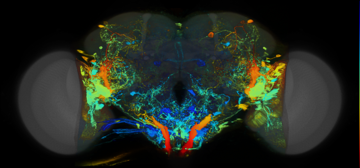 P{VT000635-GAL4} expression pattern