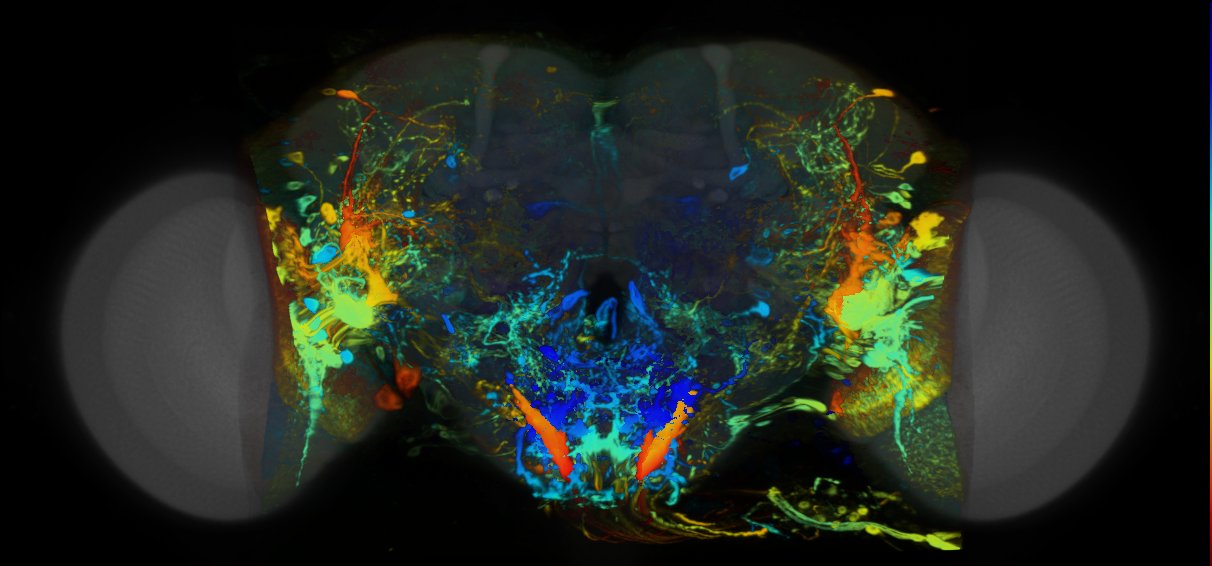 P{VT000635-GAL4} expression pattern