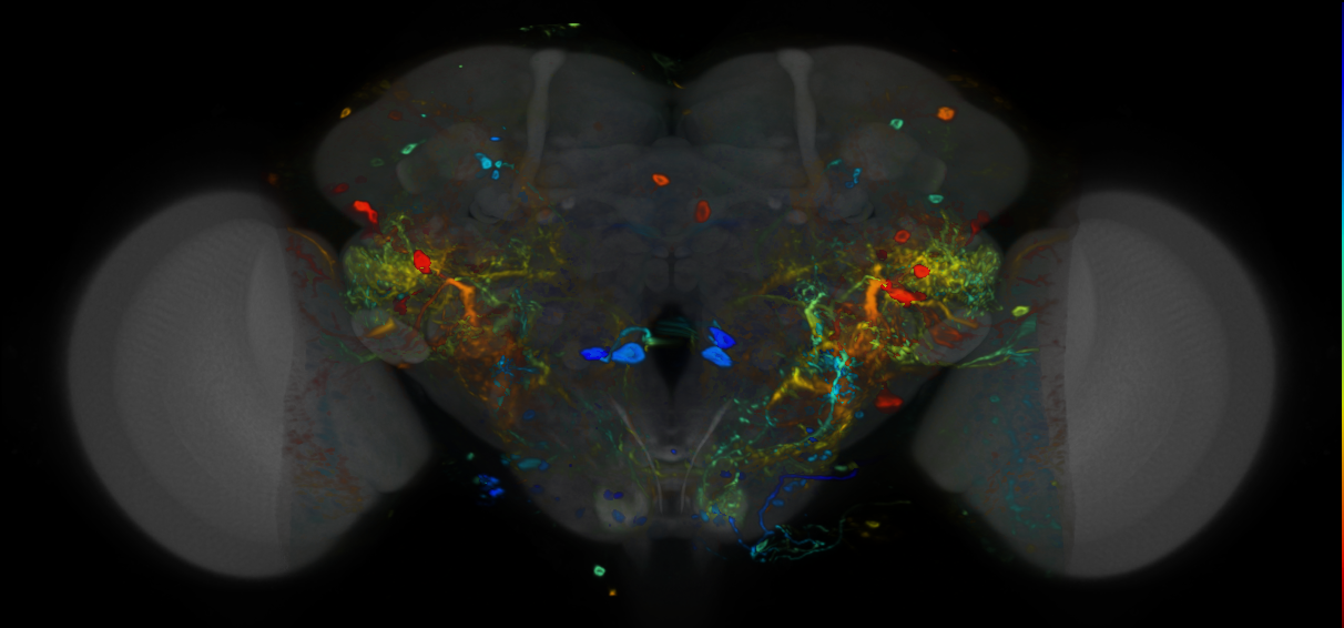 P{VT000688-GAL4} expression pattern