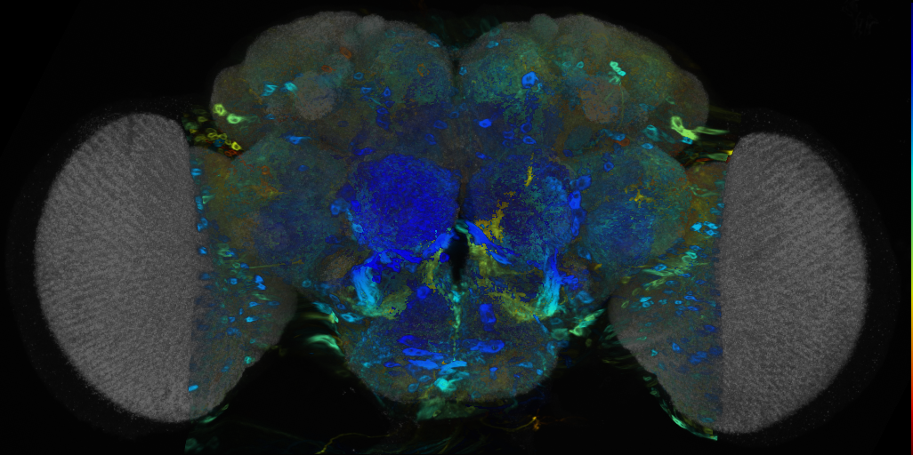 P{VT000810-GAL4} expression pattern