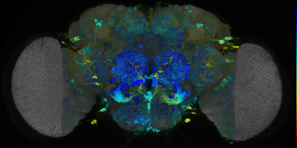 P{VT000810-GAL4} expression pattern