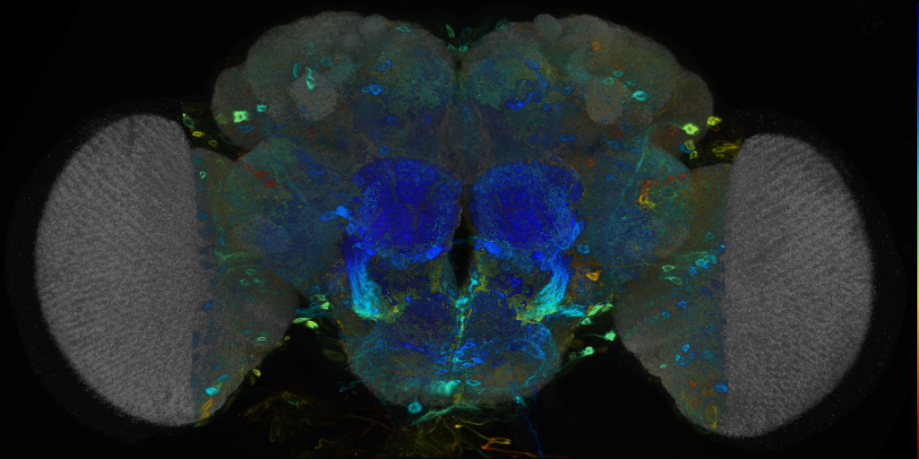 P{VT000810-GAL4} expression pattern