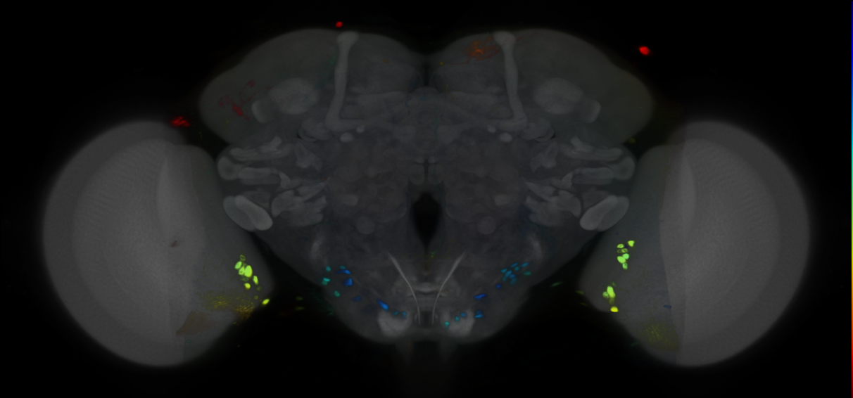 P{VT000821-GAL4} expression pattern