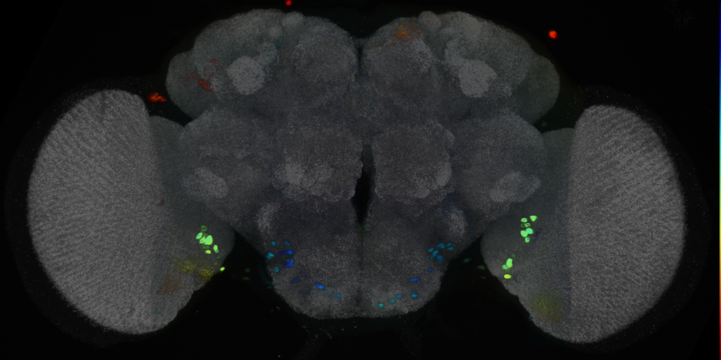 P{VT000821-GAL4} expression pattern