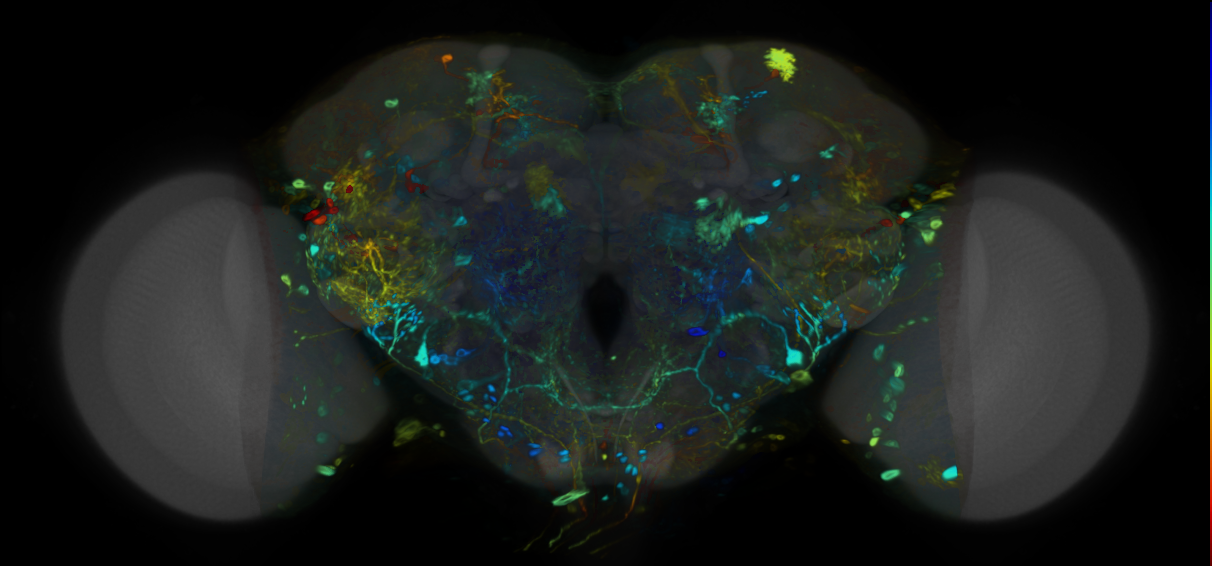 P{VT000848-GAL4} expression pattern