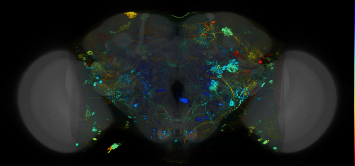 P{VT000848-GAL4} expression pattern