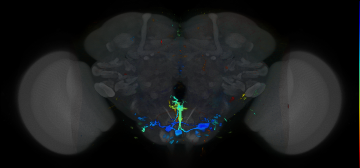 P{VT000875-GAL4} expression pattern