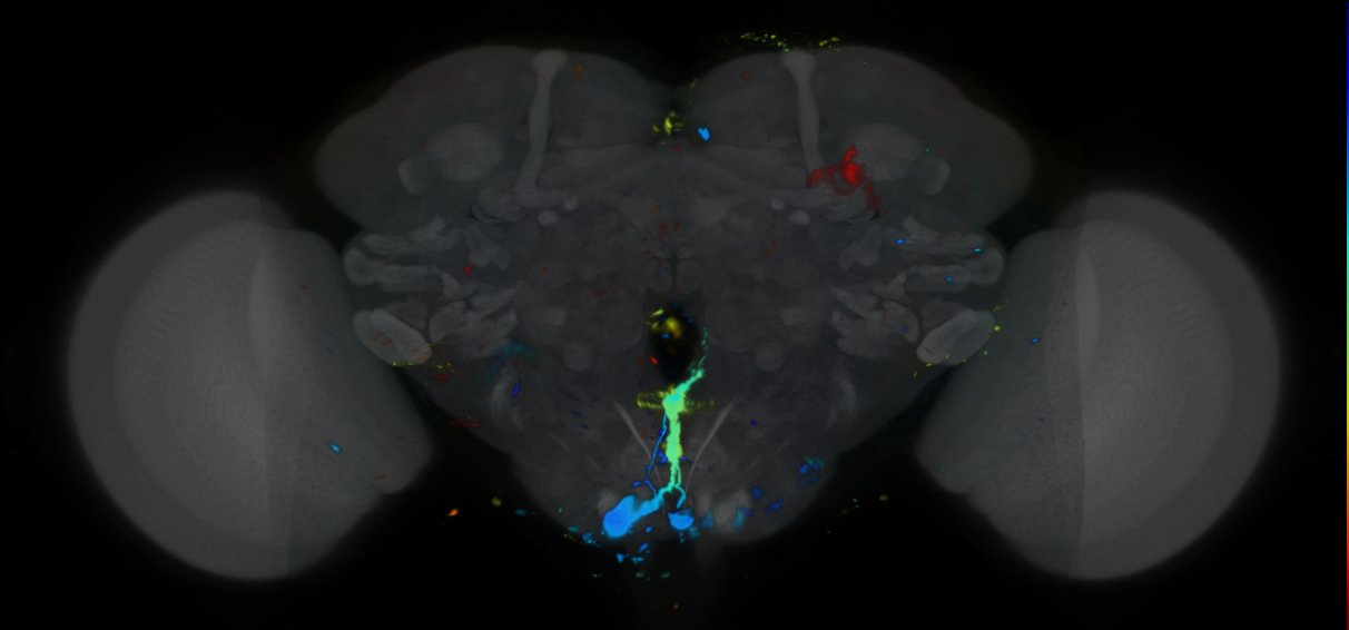 P{VT000875-GAL4} expression pattern