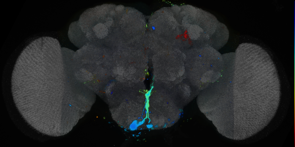 P{VT000875-GAL4} expression pattern