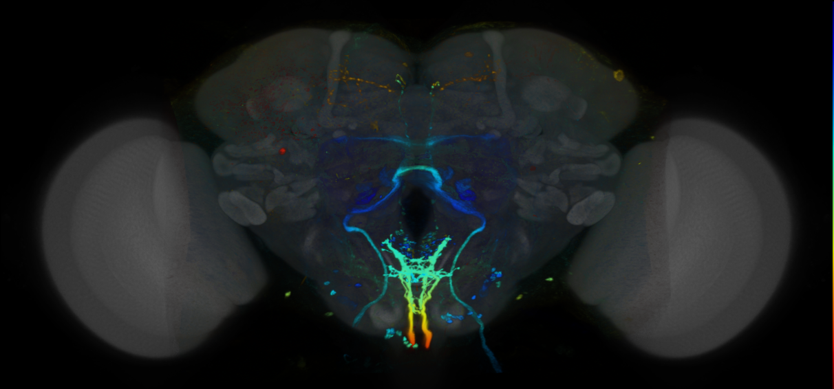 P{VT001084-GAL4} expression pattern