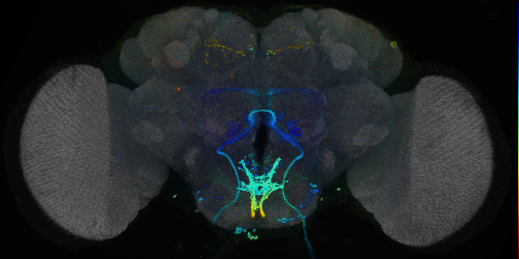 P{VT001084-GAL4} expression pattern