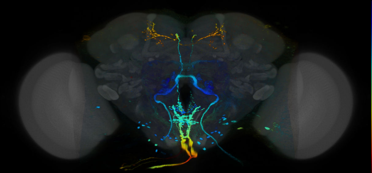 P{VT001084-GAL4} expression pattern