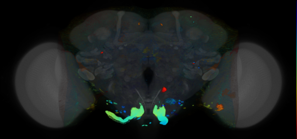 P{VT001093-GAL4} expression pattern