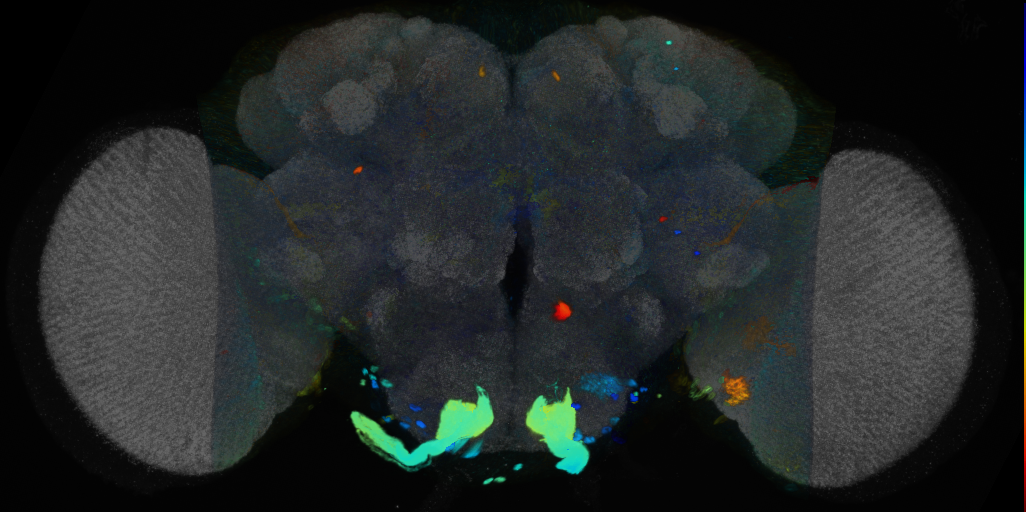 P{VT001093-GAL4} expression pattern