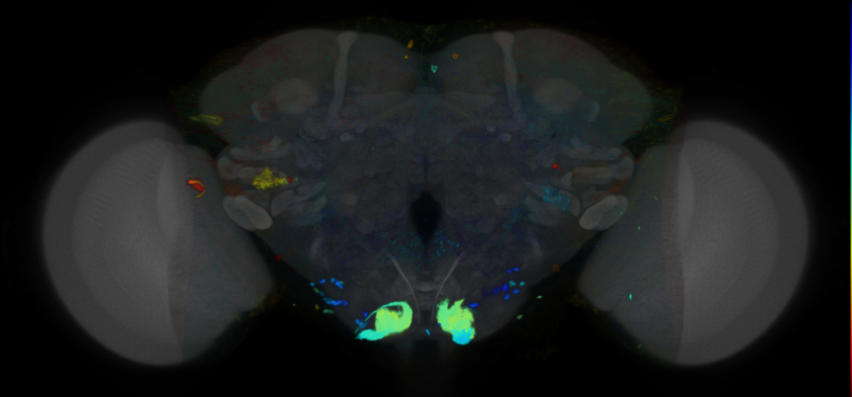 P{VT001093-GAL4} expression pattern