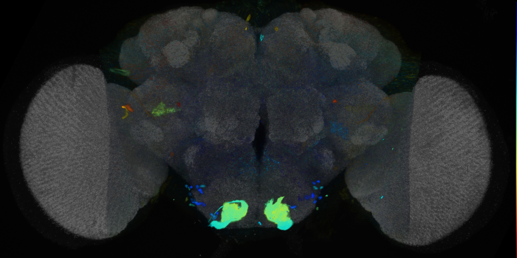 P{VT001093-GAL4} expression pattern