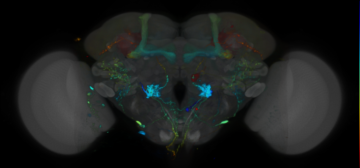 P{VT001217-GAL4} expression pattern