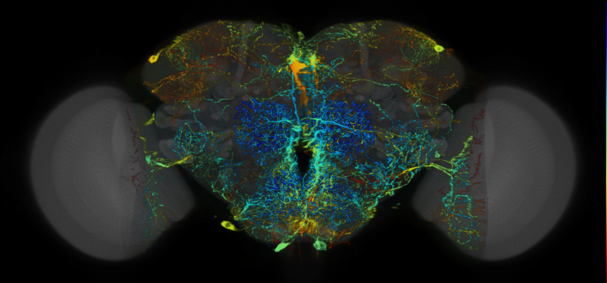P{VT001426-GAL4} expression pattern