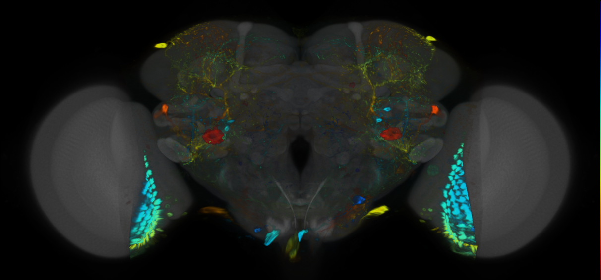 P{VT002012-GAL4} expression pattern