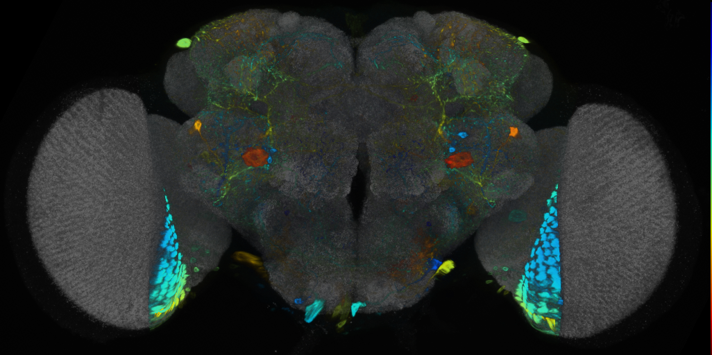 P{VT002012-GAL4} expression pattern