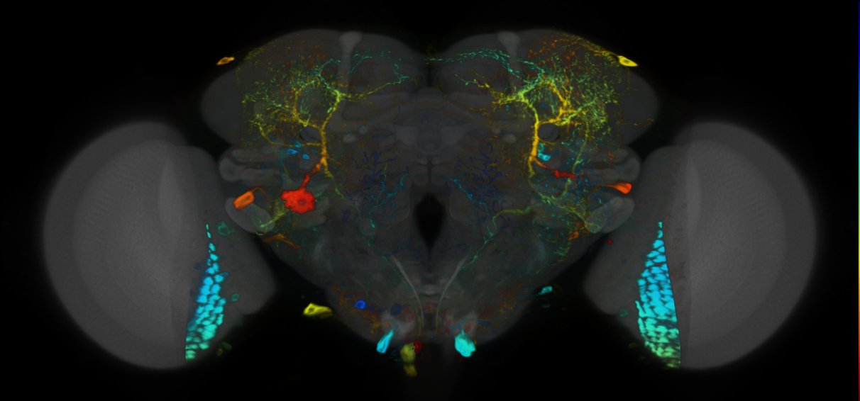 P{VT002012-GAL4} expression pattern