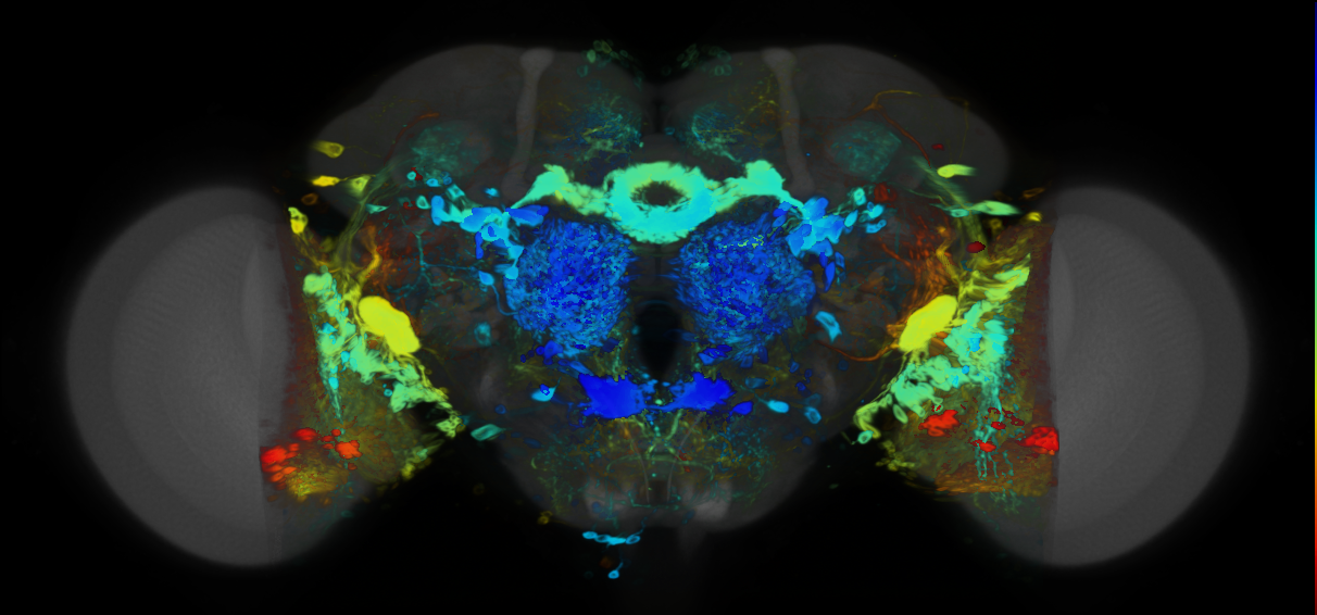 P{VT002039-GAL4} expression pattern