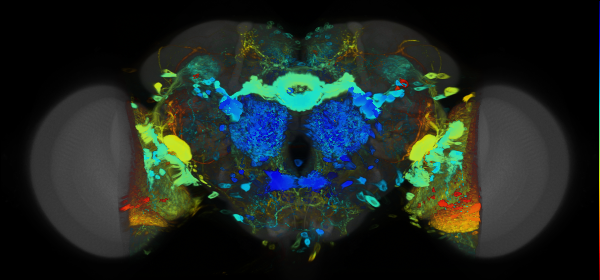 P{VT002039-GAL4} expression pattern