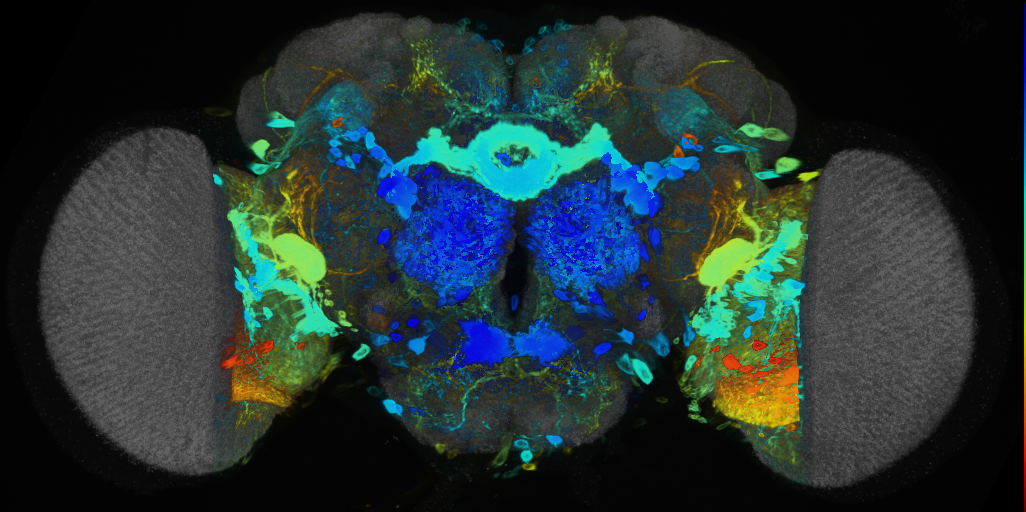 P{VT002039-GAL4} expression pattern