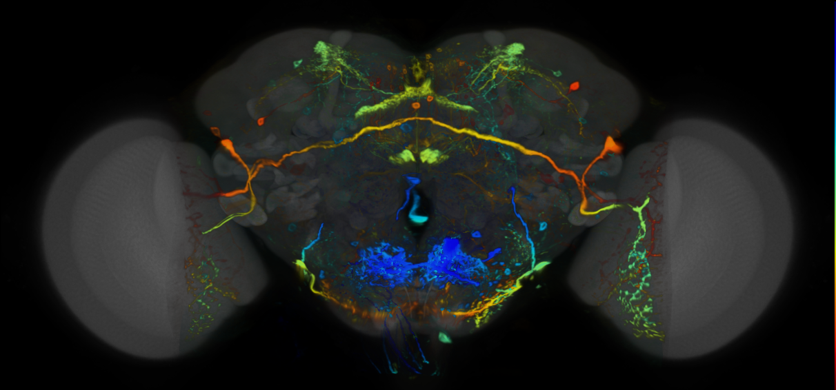 P{VT002057-GAL4} expression pattern