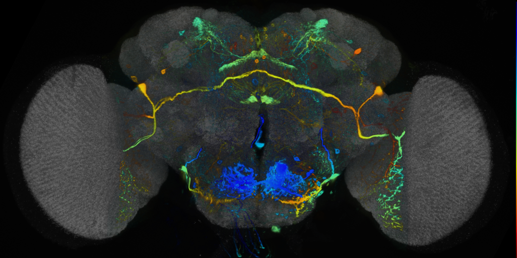 P{VT002057-GAL4} expression pattern