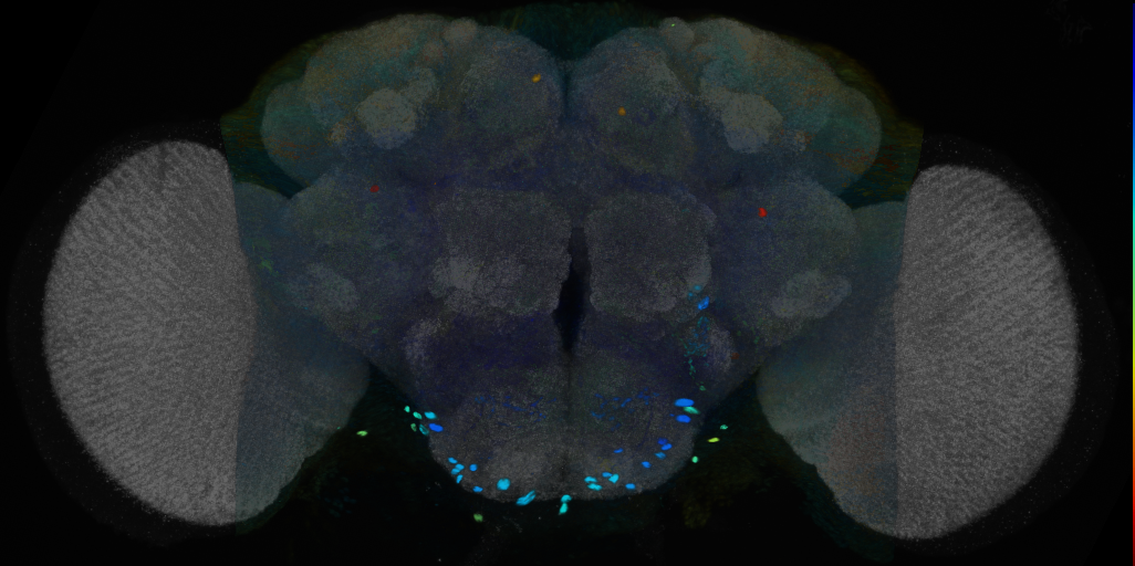 P{VT002067-GAL4} expression pattern