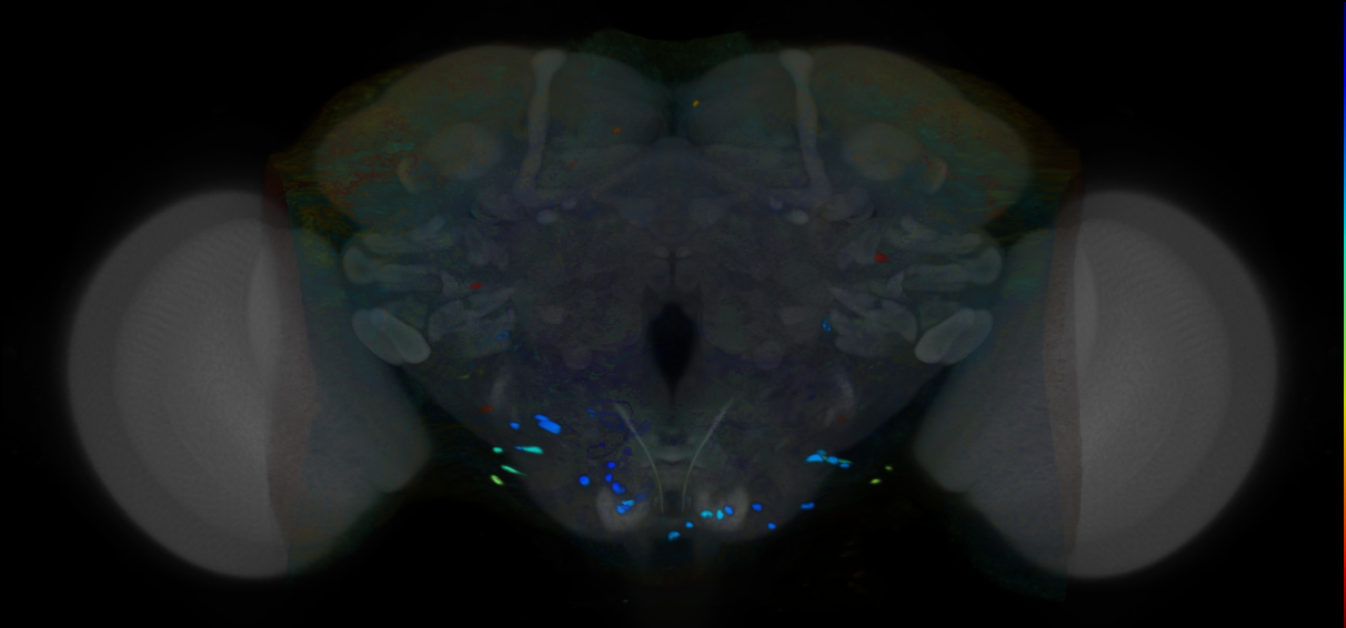 P{VT002067-GAL4} expression pattern